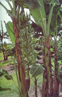 Musa 'Monkey Fingers'
